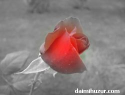 Ramazan-ı Şerif  Ayı Orucunun Kısımları